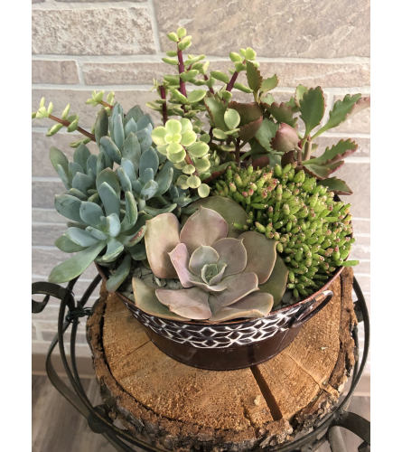 Large succulent garden tin