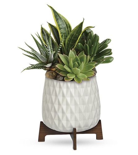 Modern Mood Succulent Planter