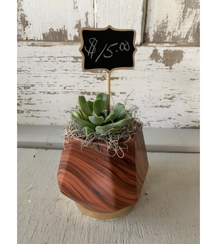 Faux Wood Vase with Succulent