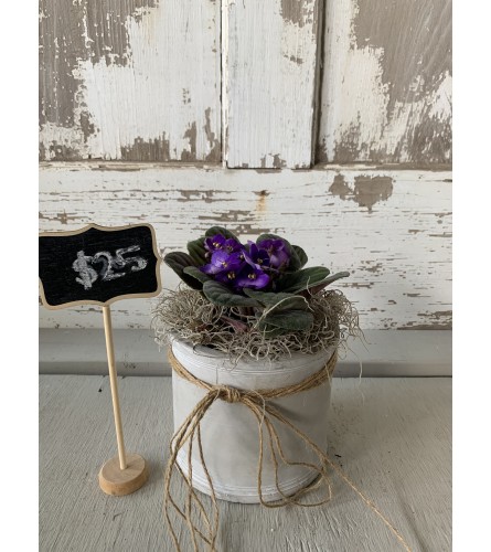 African Violet in Cement Planter