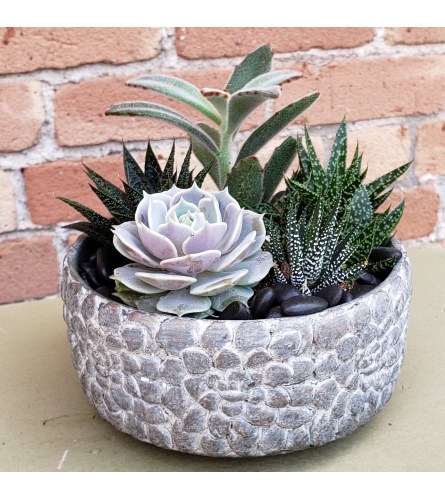 succulent pebble bowl