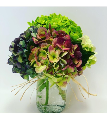 Antique Hydrangea in Mason Jar