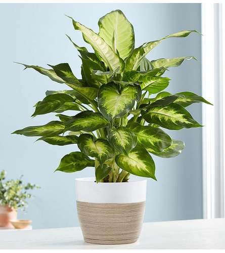 Dieffenbachia Plant (Dumb Cane)