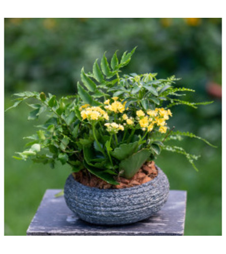 Planter in Stone Bowl