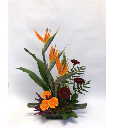 Bold Birds of Paradise