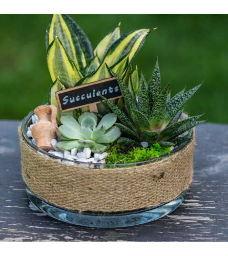 Burlap Succulent Garden