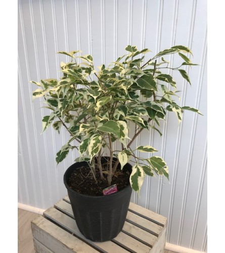 Potted Varigated Ficus