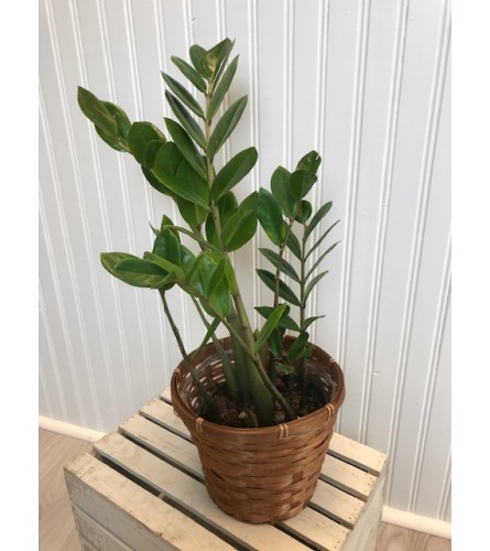 Potted ZZ Plant