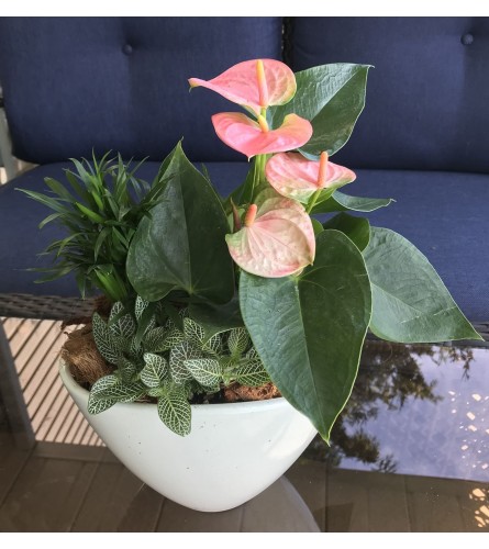Ceramic Bowl Garden