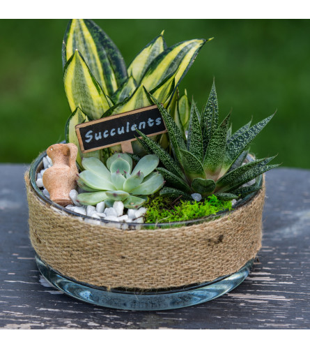 Succulent Planter in Deco