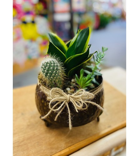 Cactus Garden - Individual Plants Vary