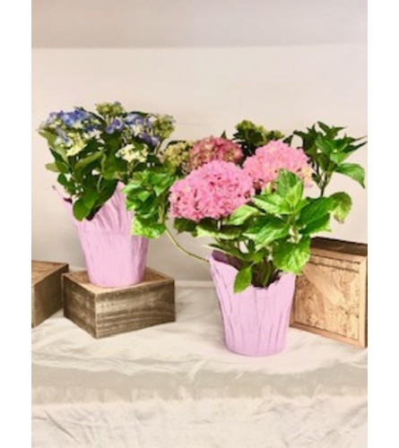 Hydrangea Special!