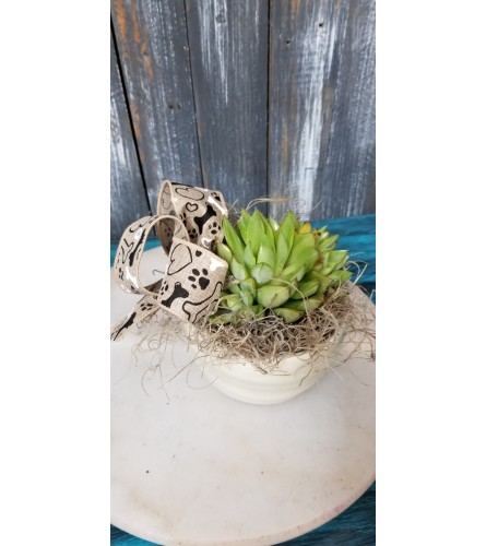 Succulent for Pet