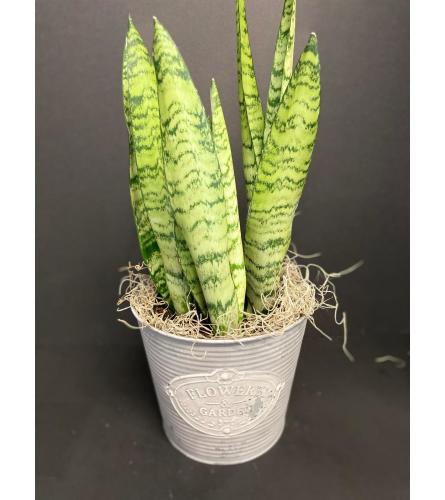 Dracaena trifasciata (Snake Plant)