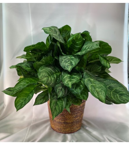 Plant Aglaomema