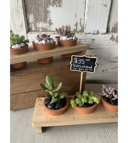 Succulent Trio Planter