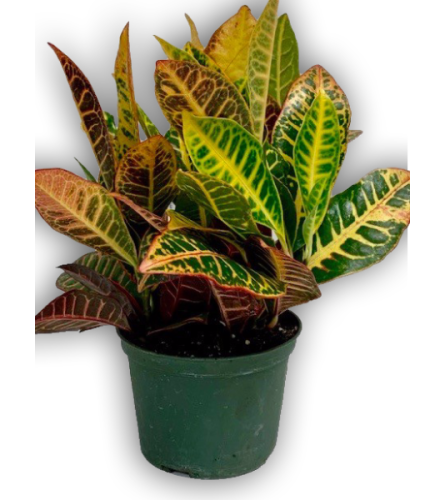 Fresh Green Spring Croton Plant In Green Pot