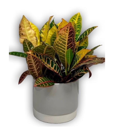 Fresh Green Spring Croton Plant In Grey Ceramic Pot