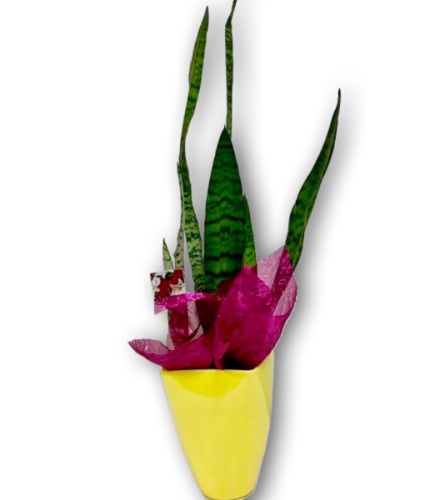 Striking Snake Plant in Bright Yellow Ceramic Pot