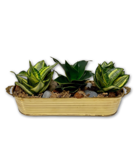 Wild Snake Plant Trio in Brass Basket