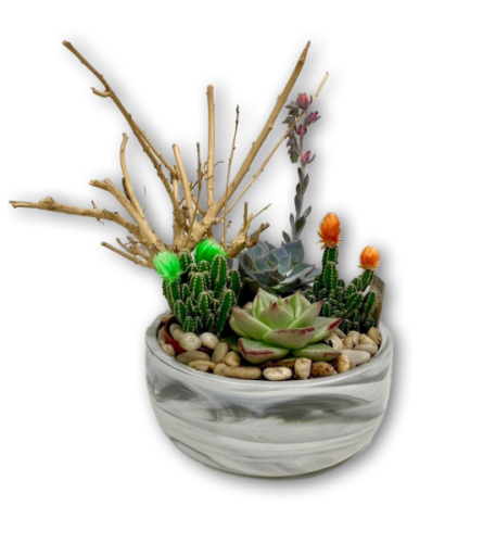 Desert Succulent Cactus Garden in Grey and White Marbled Pot. An arrangement by Shalimar Flower Shop.