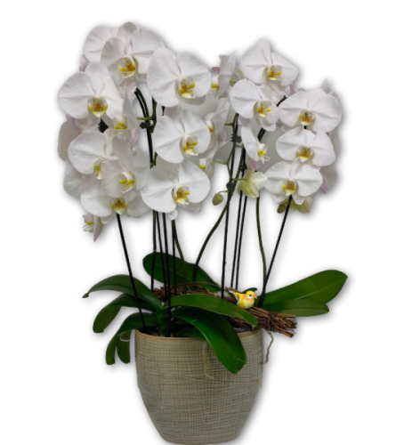 Elegant Pearl Orchids in Ceramic Pot