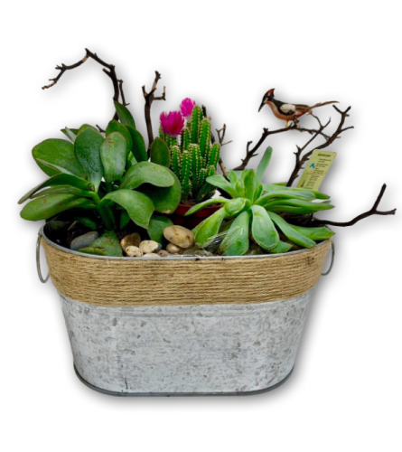 Succulent Garden in Tin Container