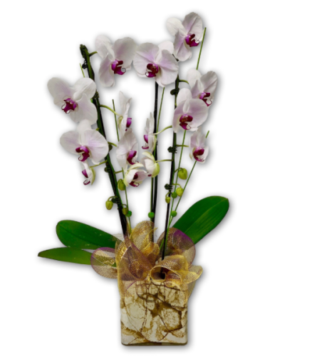 Fragrant WinterBerry Orchids in Marbled Vase