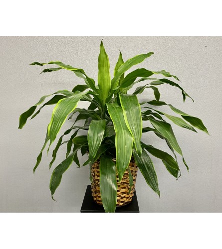 Carmen Dracaena Plant