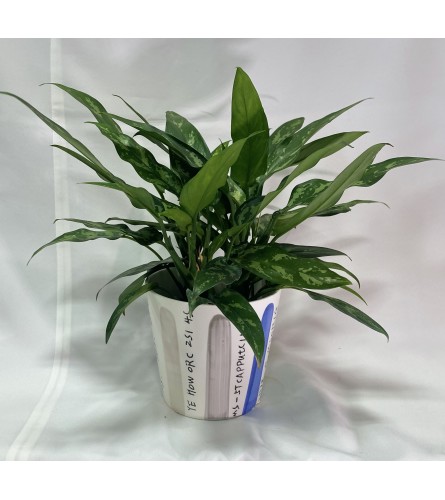 Aglaonema Plant - 6"