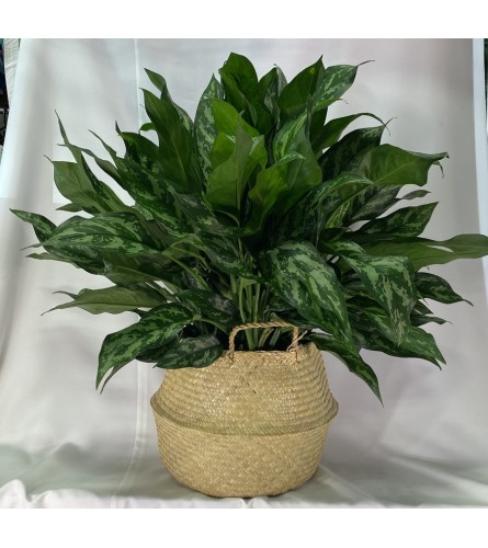 Aglaonema - 8" Emerald Beauty