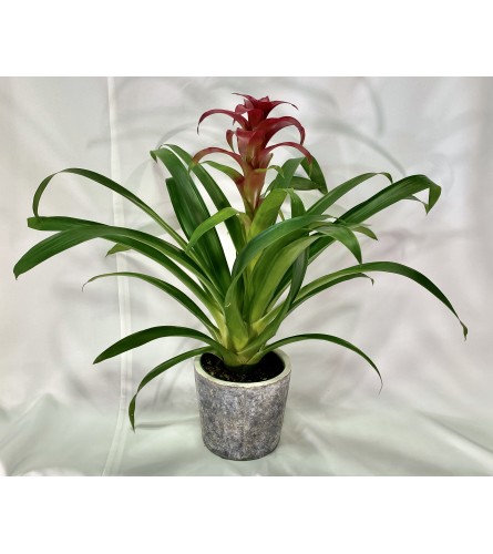 Bromeliad Indian Knight