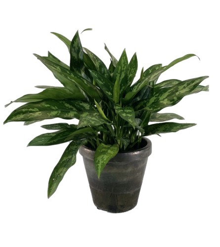 Emerald Beauty Plant