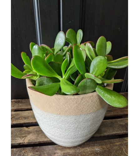 6" Potted Jade
