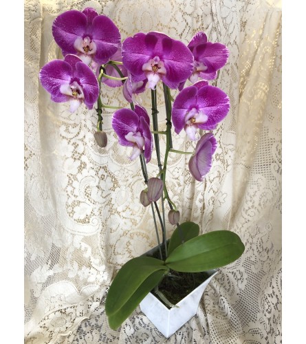 Medium Orchid in Ceramic