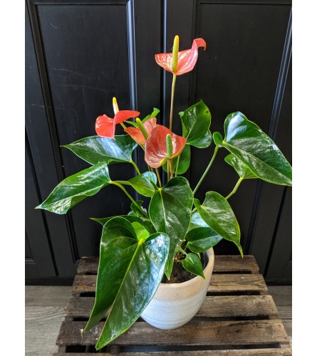 6" Potted Anthurium