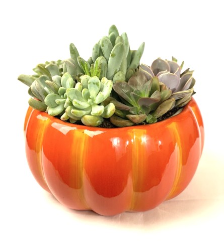 San Francisco Harvest Succulent Garden