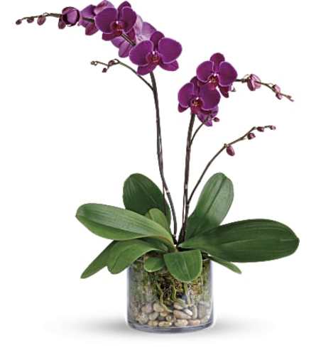 TF Glorious Gratitude  Phalaenopsis Orchid