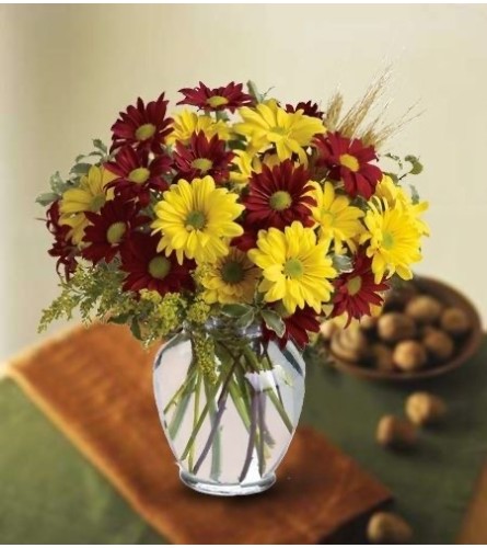 Fall Daisy Special