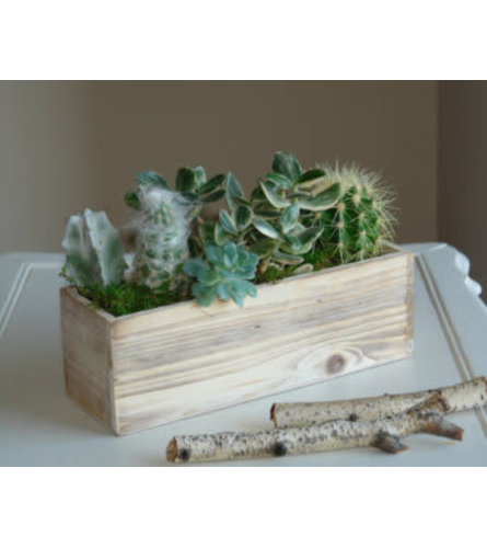 Succulents in Barnwood