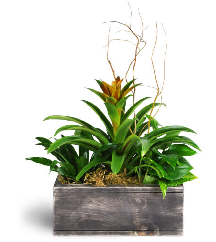 Bromeliad Planter