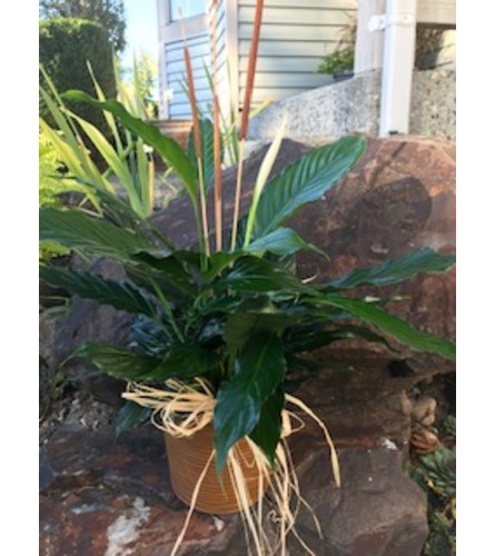 Spathiphyllum Plant 6" in Ceramic