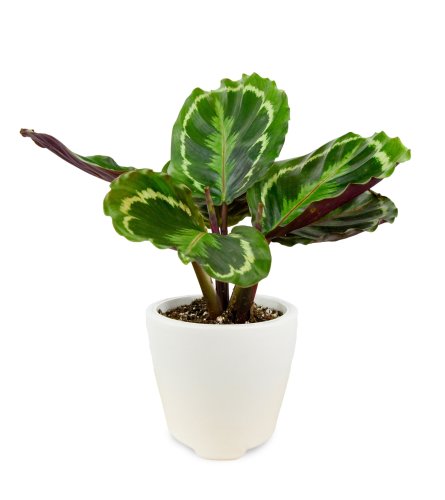 Calathea  in White Ceramic Pot