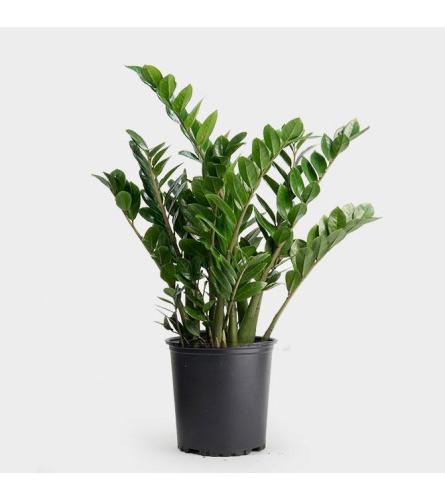 Zamioculcas