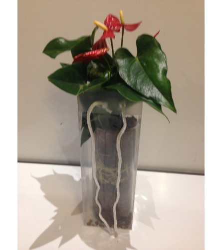 antherium in a vase with gift bag