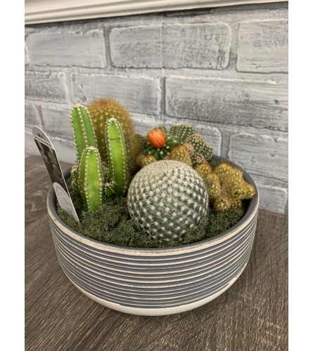 Cactus Garden in Ceramic Container