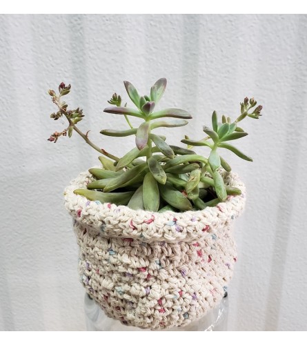 Sweater Weather 4" Succulent