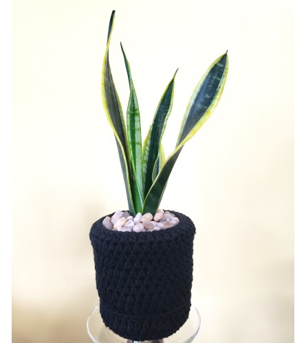 Sweater Weather 4" Sansevieria