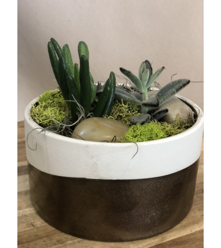 Bronze dipped succulent trio