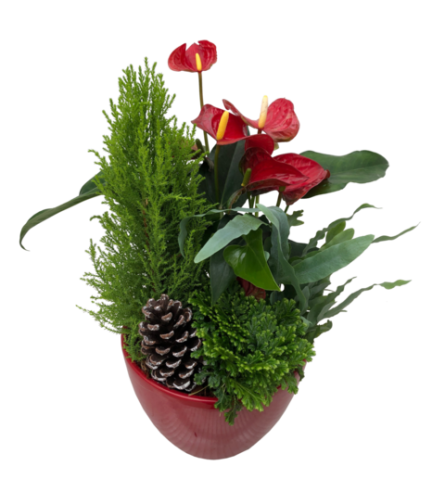 Large Red Anthurium Planter